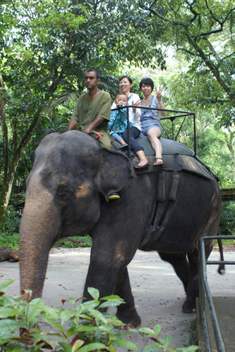 Singapore Zoo