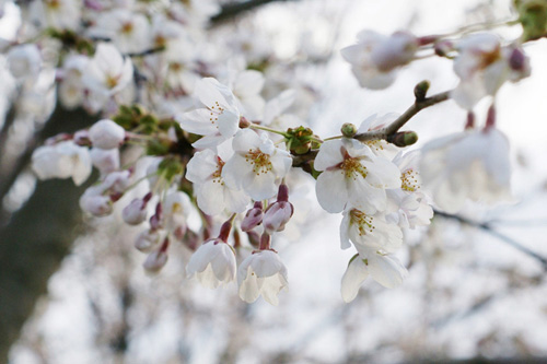 Hanami