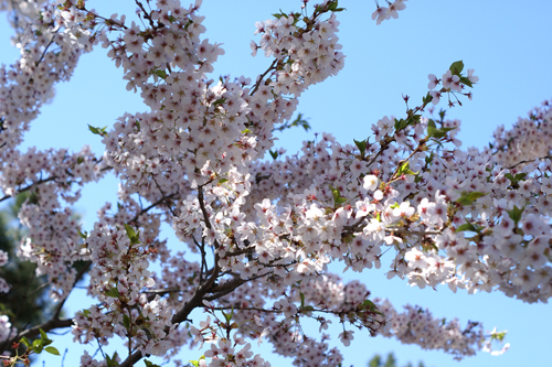 Hanami
