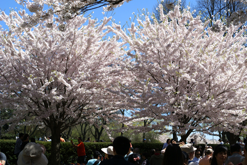 Hanami