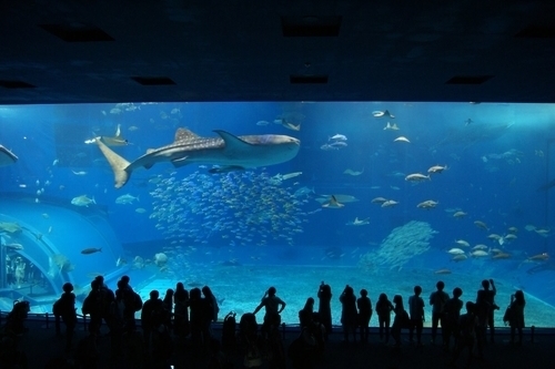 Churaumi Aquarium