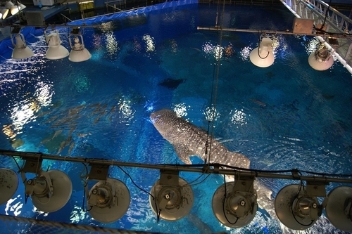 Churaumi Aquarium