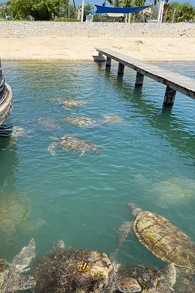 Turtles