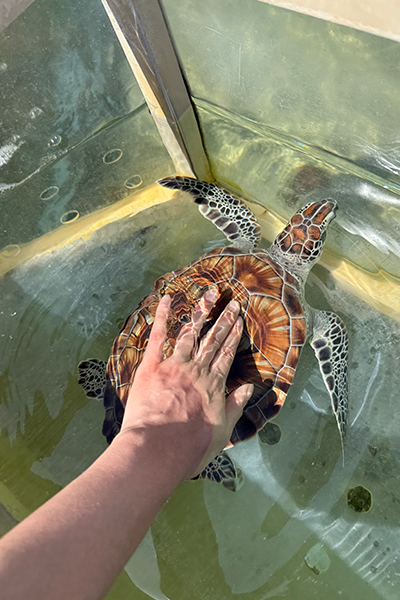 Turtles