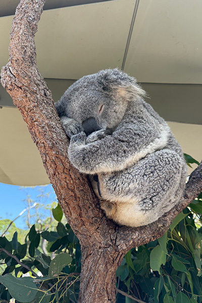 Taronga Zoo